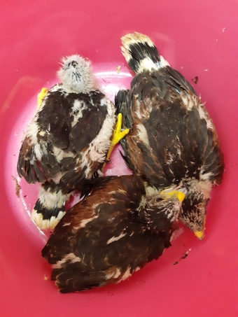 Young harris hawks for sale