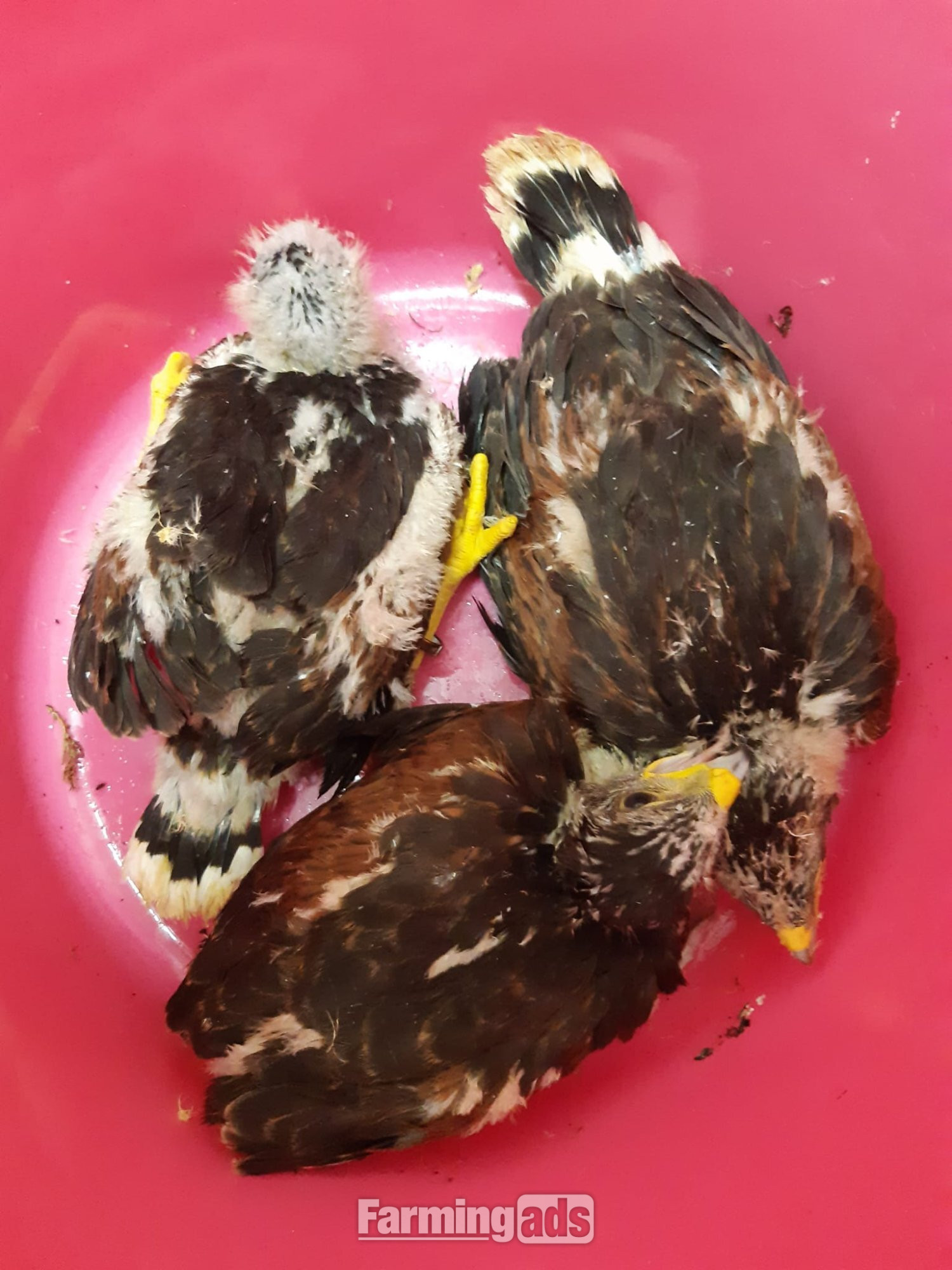 Young harris hawks for sale
