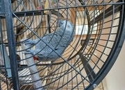 Male African Grey  approx 15 years old, breeding,, talks, mimics dance  or pet. 