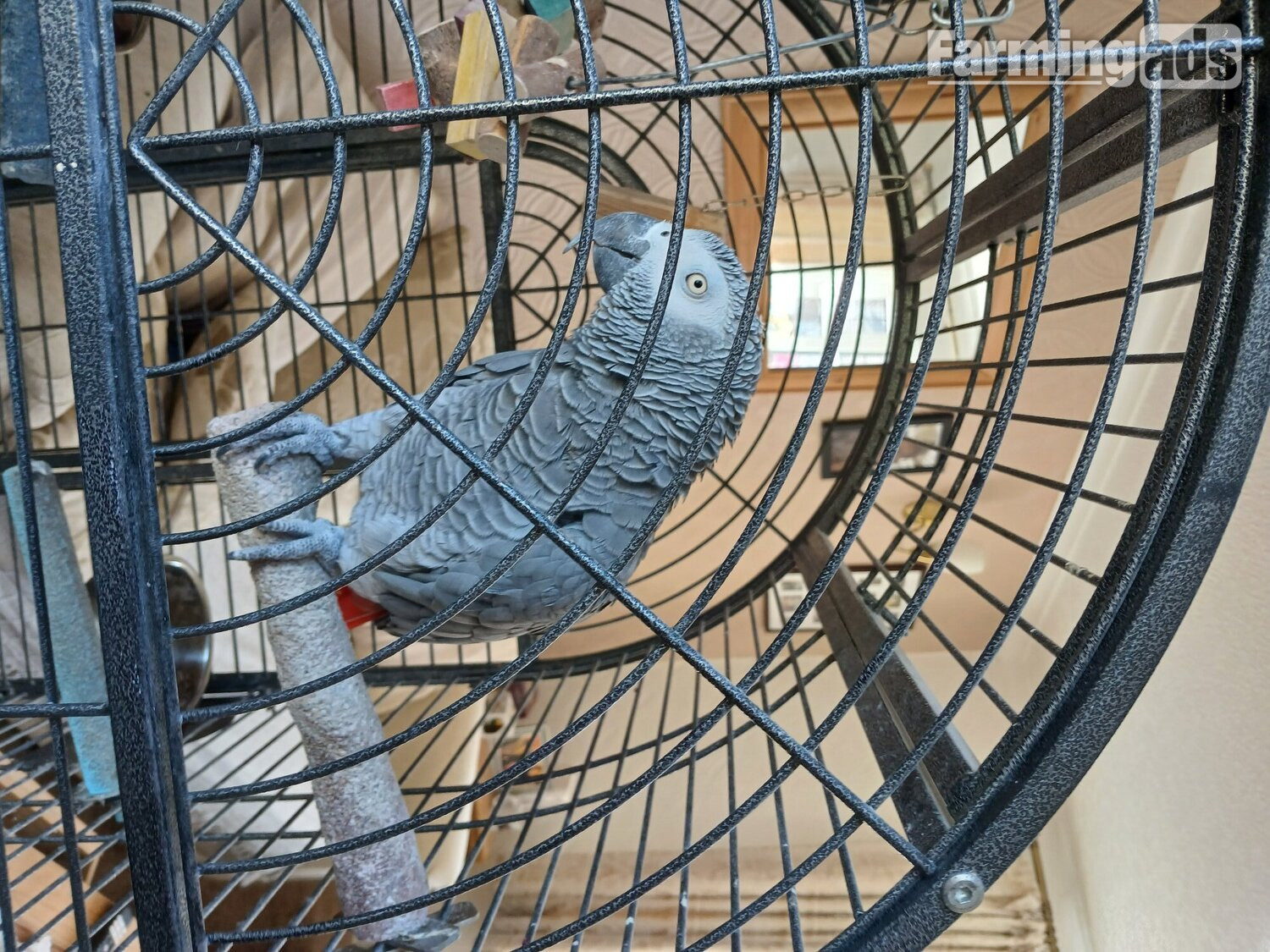 Male African Grey  approx 15 years old, breeding,, talks, mimics dance  or pet. 
