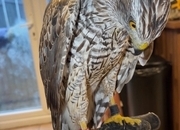 50/50 male goshawk