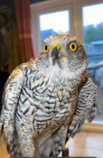 50/50 male goshawk