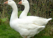 3 Embden Geese