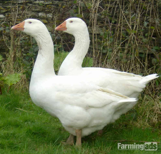 3 Embden Geese
