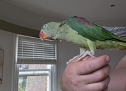Hand reared alexandrine 