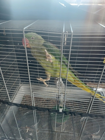 Hand reared alexandrine 
