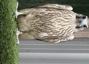 2026 p/r Gyr x peregrines with 1/4 Barbary in them males &amp;females a10s in place