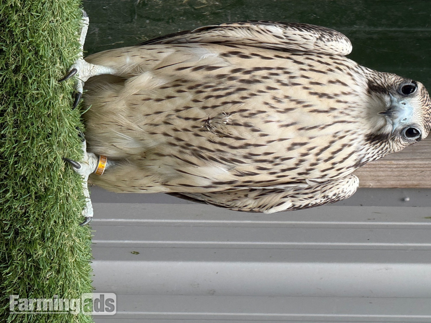 2026 p/r Gyr x peregrines with 1/4 Barbary in them males &amp;females a10s in place