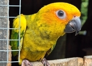 Sun Conure Babies • Hand-Tame • DNA Tested • Gorgeous • Ready Mid-Oct