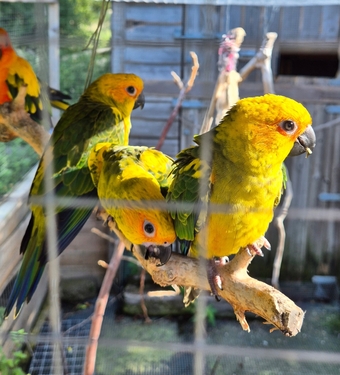 Sun Conure Babies • Hand-Tame • DNA Tested • Gorgeous • Ready Mid-Oct
