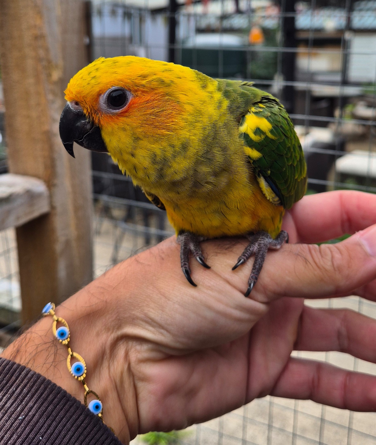 Sun Conure Babies • Hand-Tame • DNA Tested • Gorgeous • Ready Mid-Oct