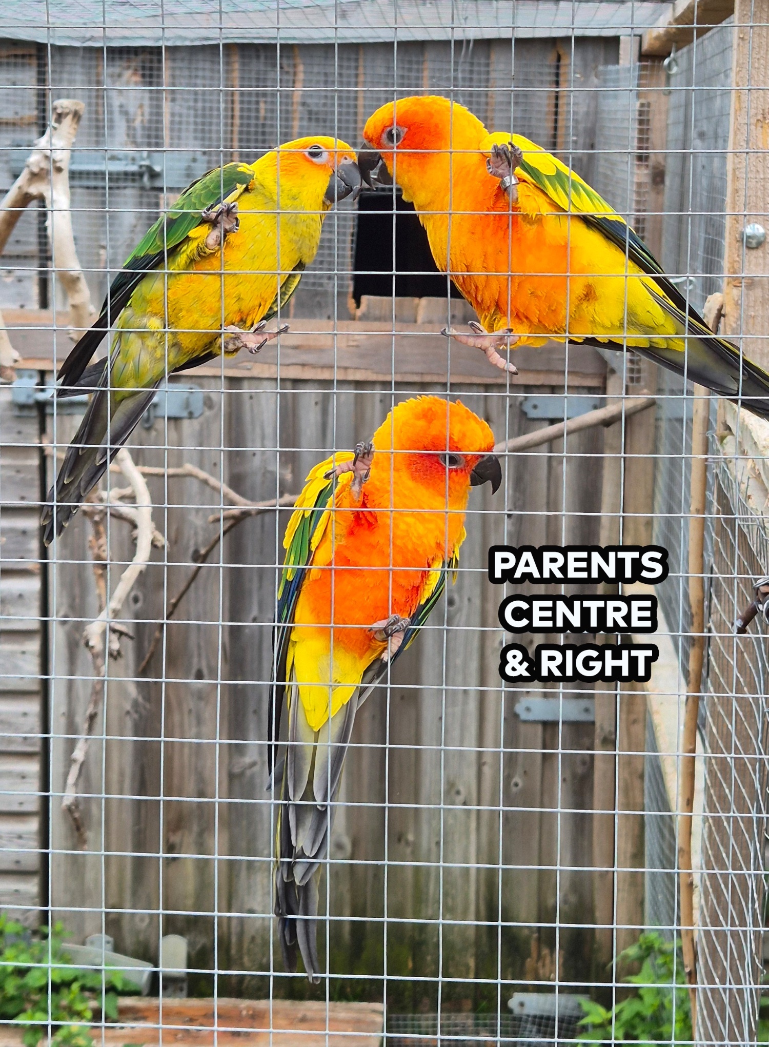  Sun Conure Babies • Hand-Tame • DNA Tested • Gorgeous • Ready Mid-Oct