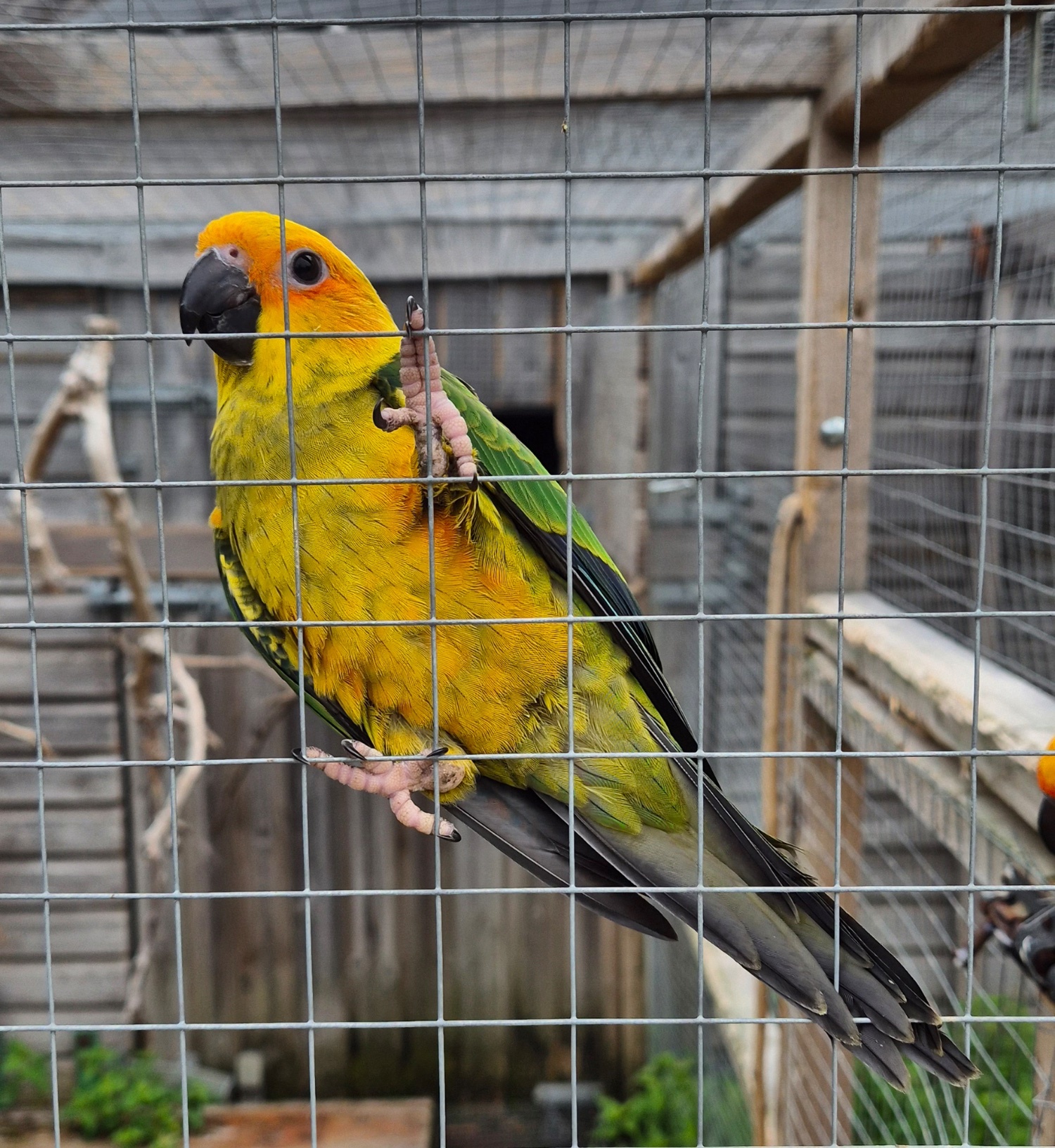 Sun Conure Babies • Hand-Tame • DNA Tested • Gorgeous • Ready Mid-Oct - {CATEGORY}