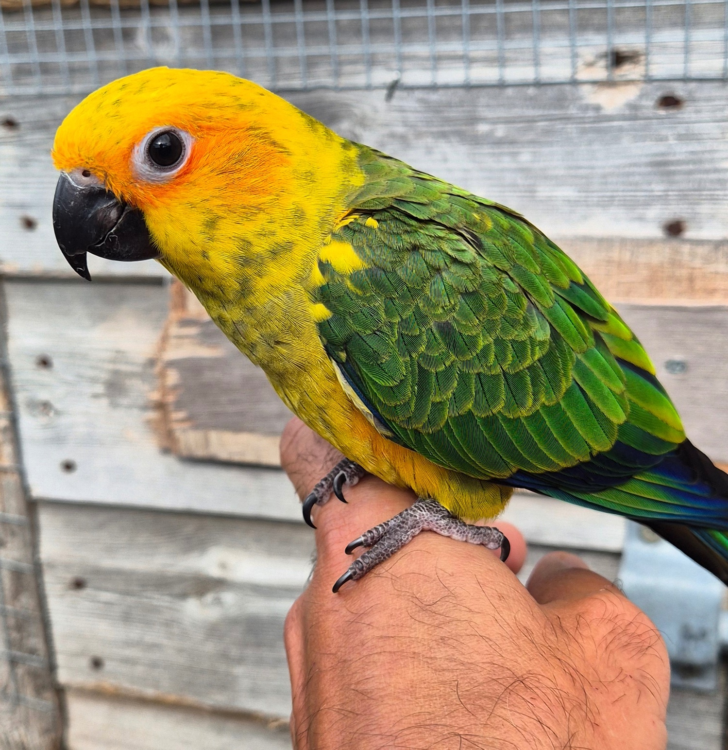 Sun Conure Babies • Hand-Tame • DNA Tested • Gorgeous • Ready Mid-Oct - {CATEGORY}