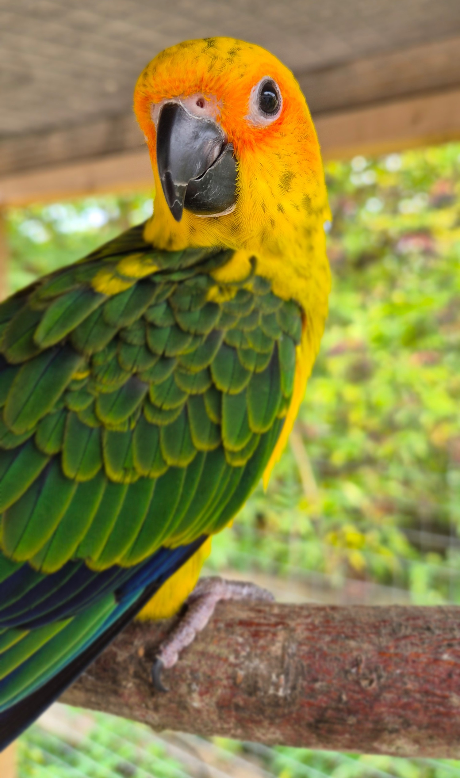Sun Conure Babies • Hand-Tame • DNA Tested • Gorgeous • Ready Mid-Oct 