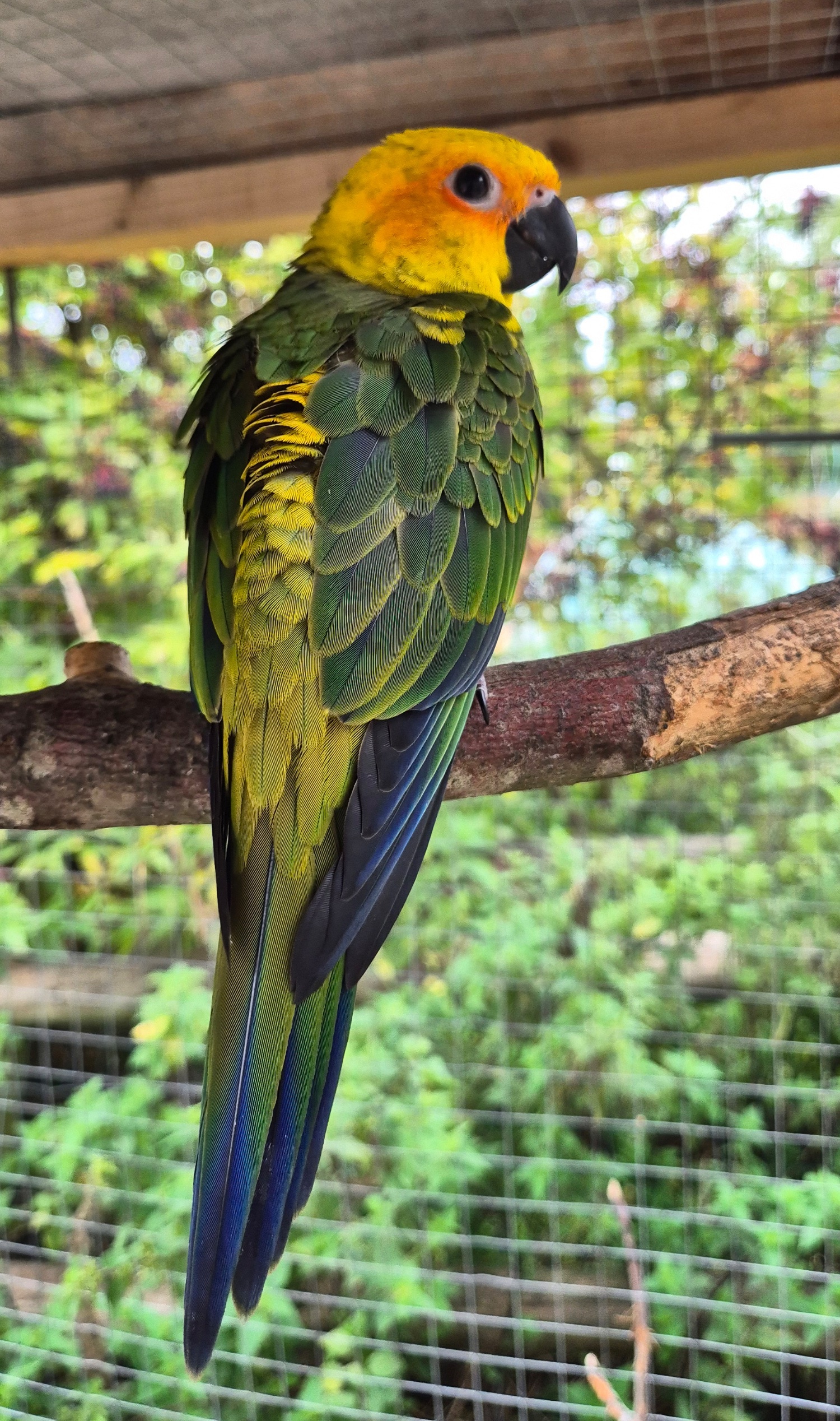 {CATEGORY} - Sun Conure Babies • Hand-Tame • DNA Tested • Gorgeous • Ready Mid-Oct