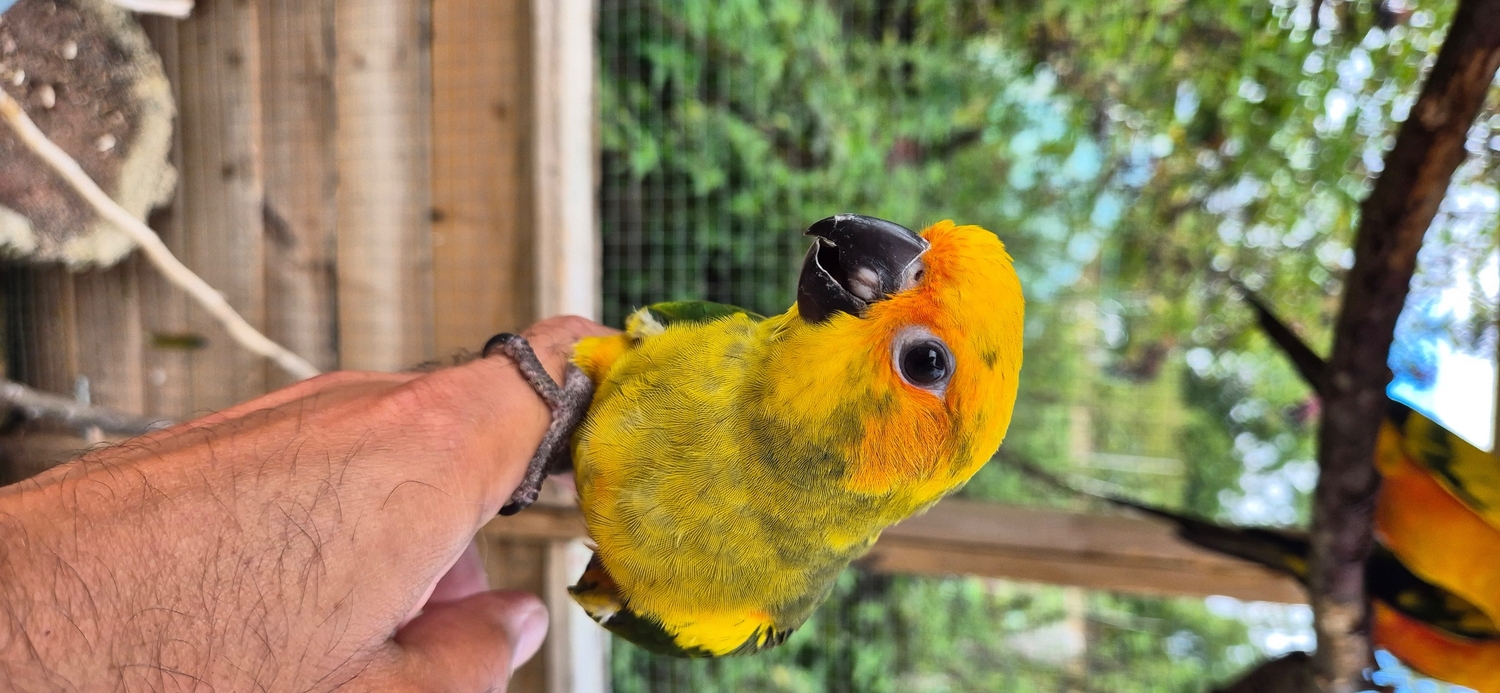 {CATEGORY} - Sun Conure Babies • Hand-Tame • DNA Tested • Gorgeous • Ready Mid-Oct