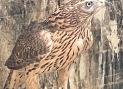 MALE P/R GOSHAWK 2026 