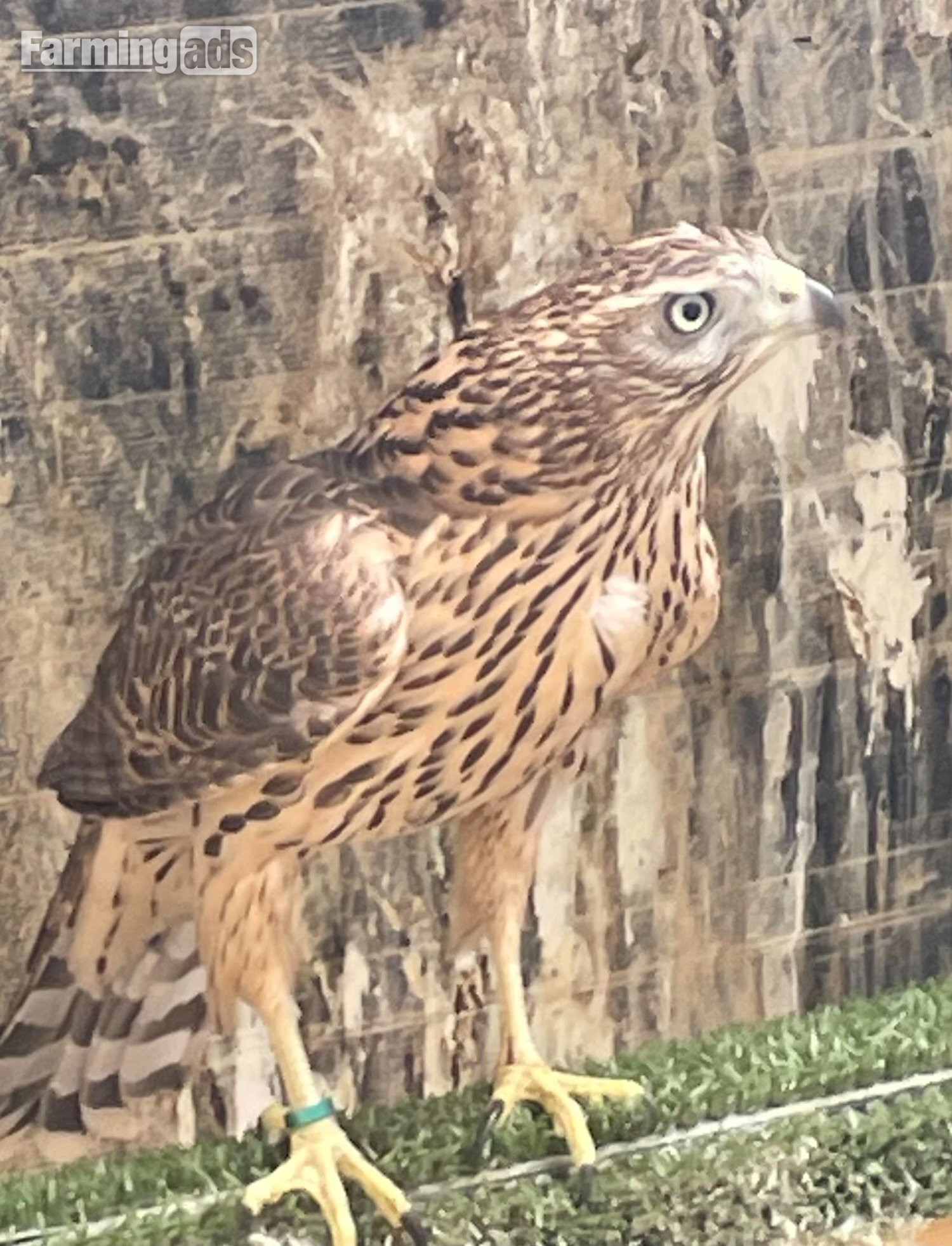 MALE P/R GOSHAWK 2026 