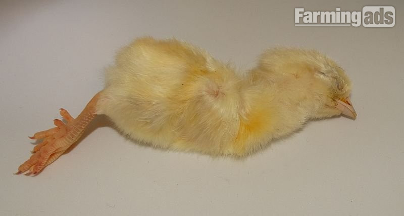 Frozen Day Old Chicks 250/10kg Boxes
