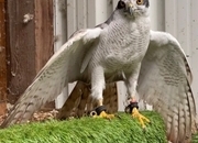 5/8th Albidus Goshawk, white, male, 10 year old parent reared, ready now.