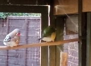 I have 2 gauldian finches for sale good condition and well looked after