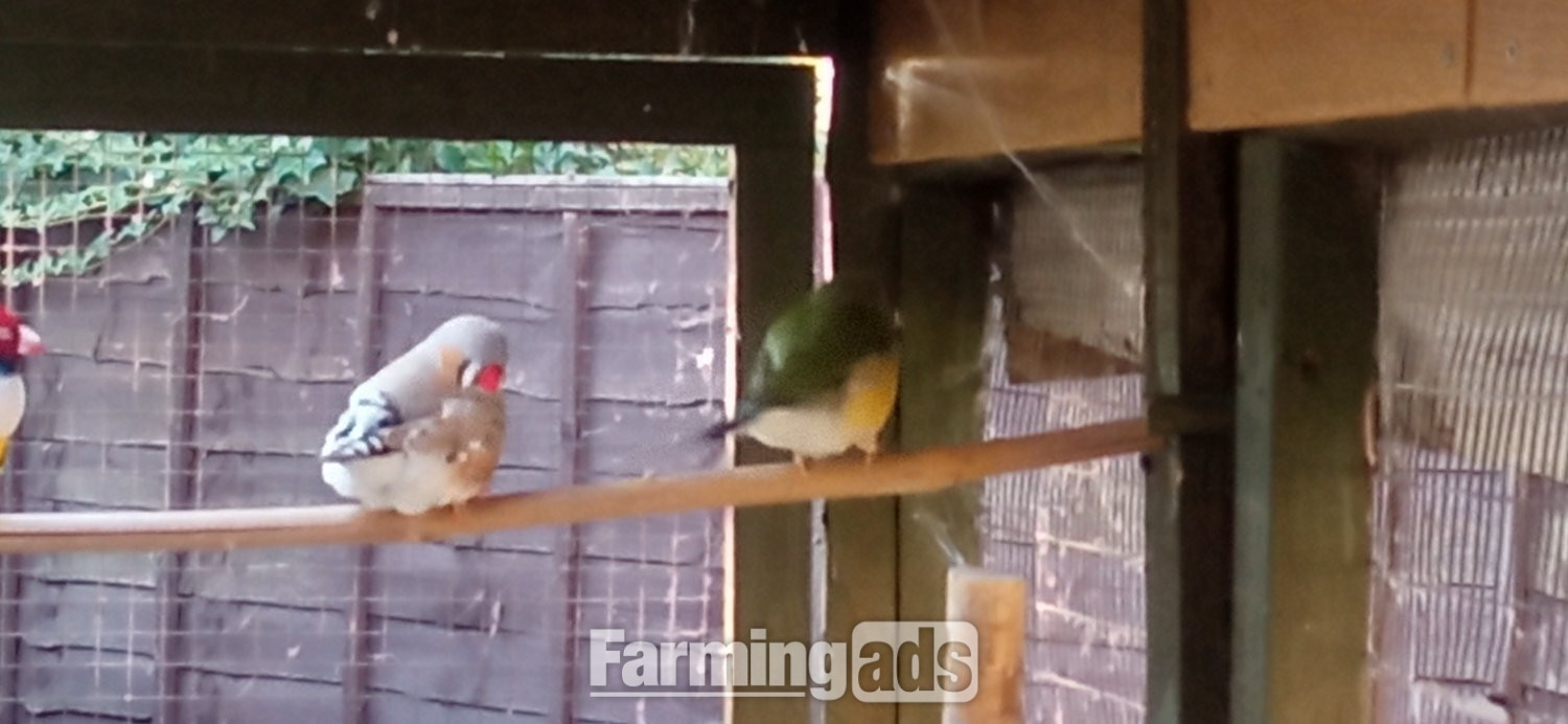 I have 2 gauldian finches for sale good condition and well looked after