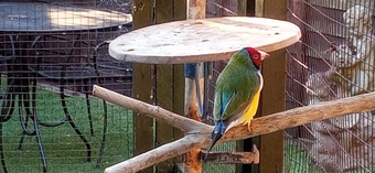 I have 2 gauldian finches for sale good condition and well looked after