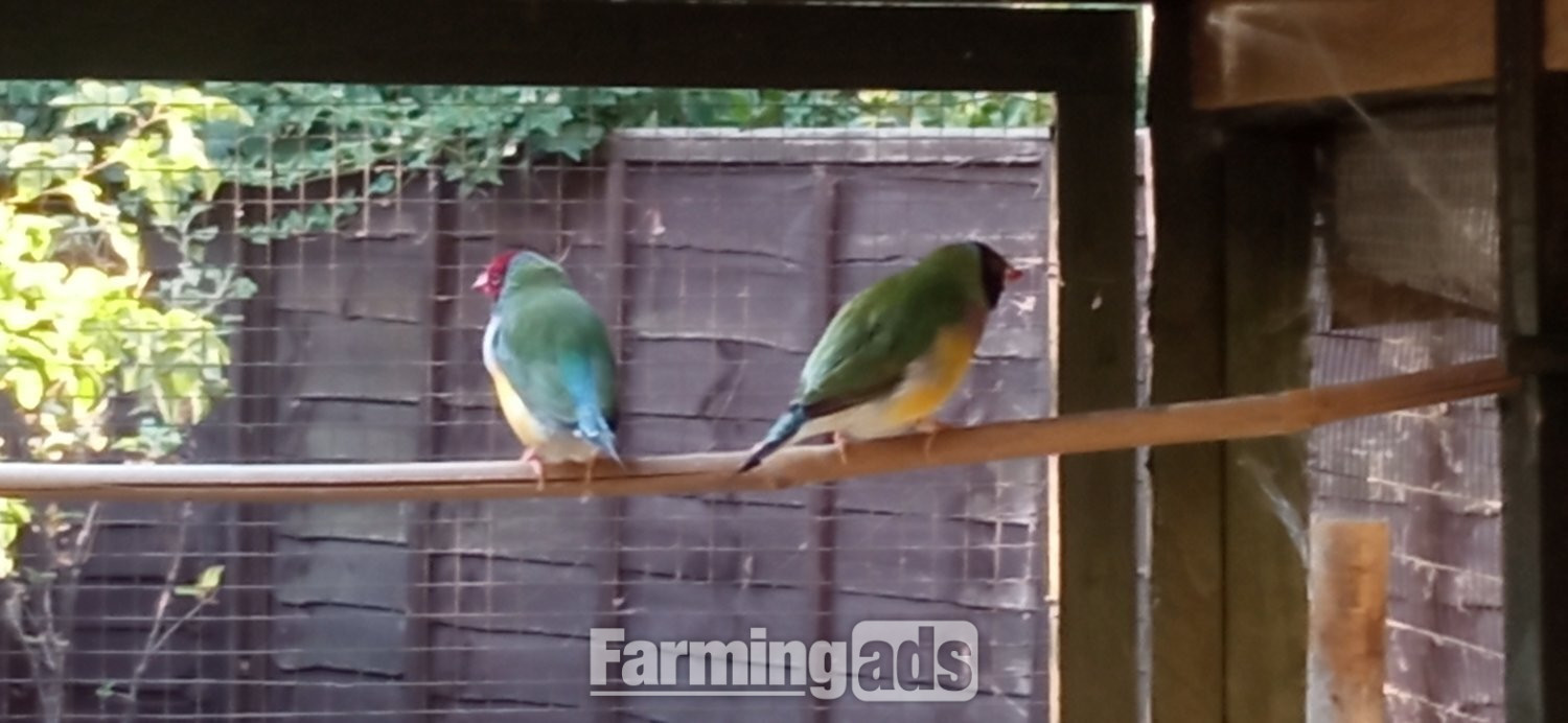  I have 2 gauldian finches for sale good condition and well looked after