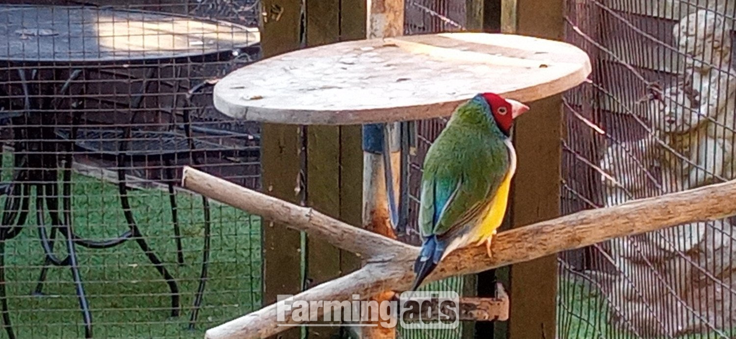 I have 2 gauldian finches for sale good condition and well looked after - {CATEGORY}