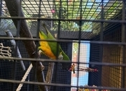 Pair of Senegal Parrots 
