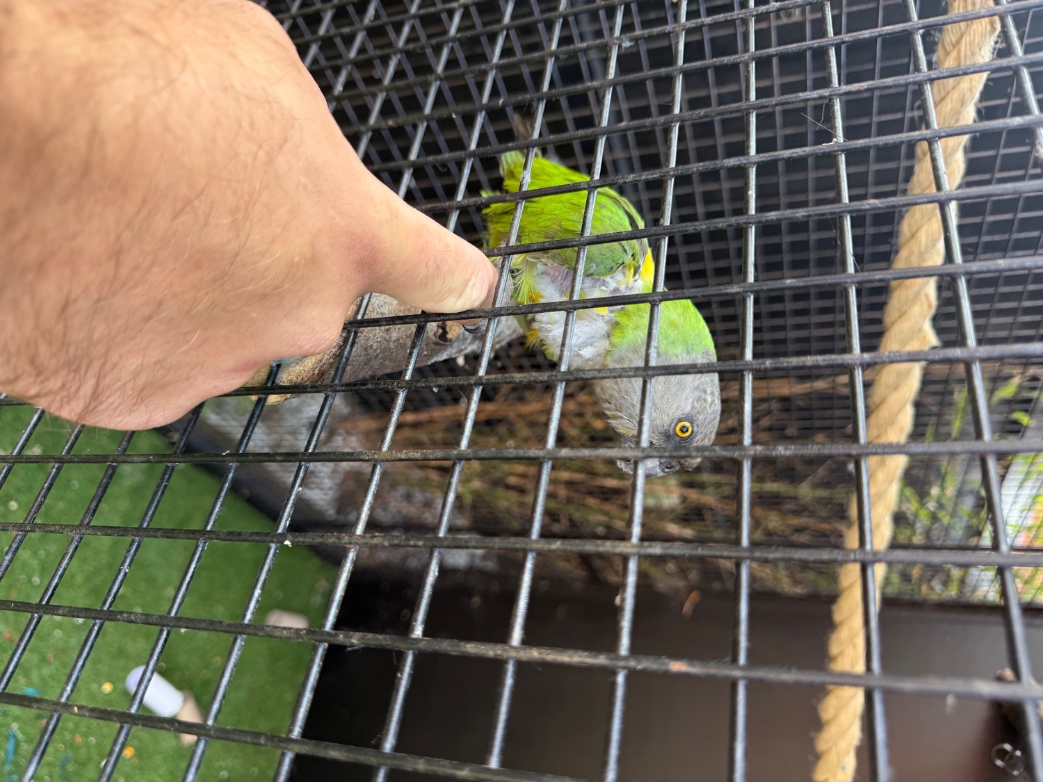 Pair of Senegal Parrots 