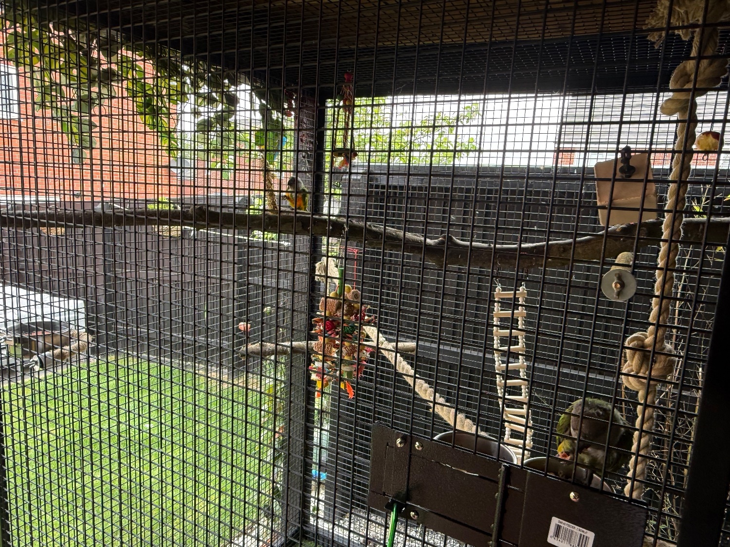  Pair of Senegal Parrots 