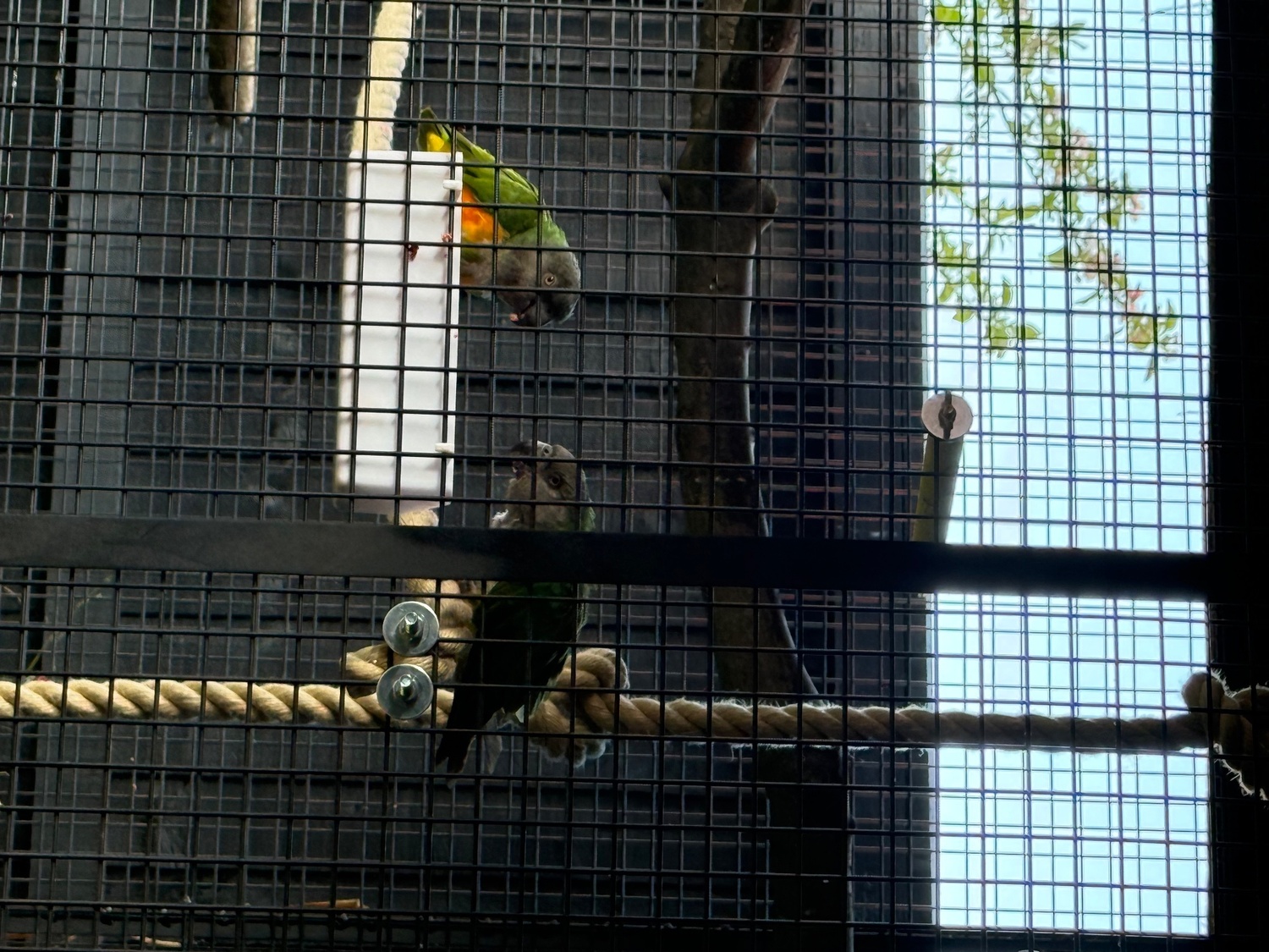 Pair of Senegal Parrots  - {CATEGORY}