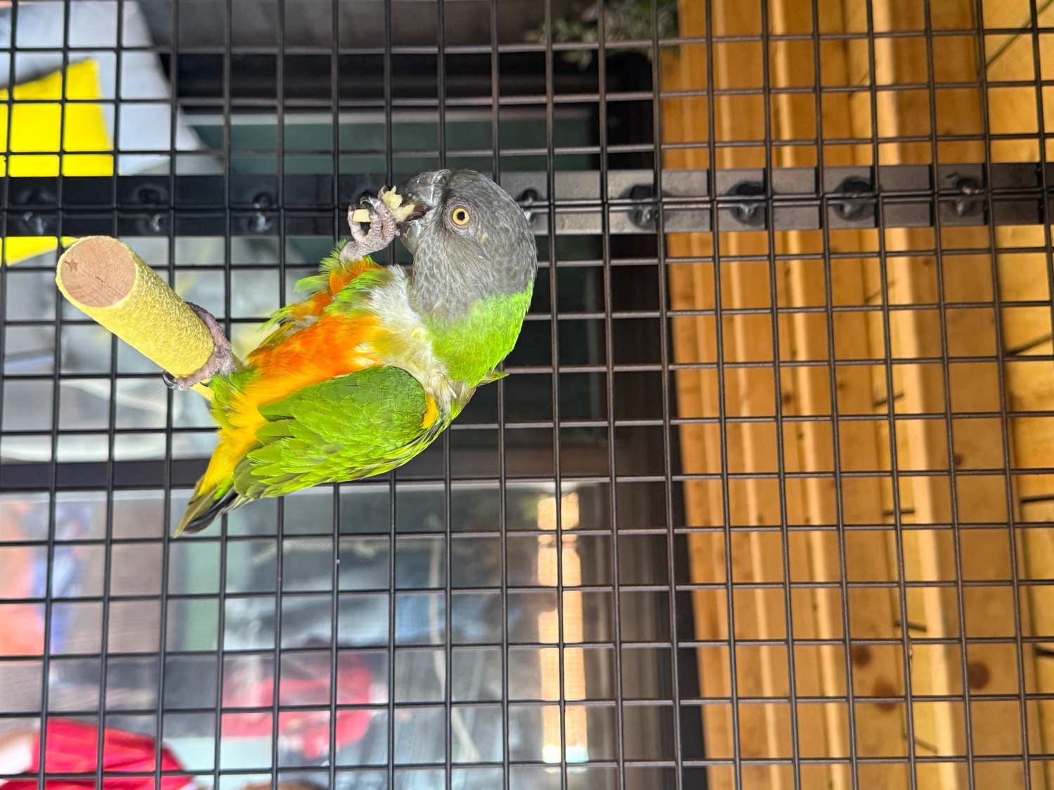 Pair of Senegal Parrots  - {CATEGORY}