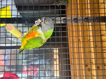 Pair of Senegal Parrots 