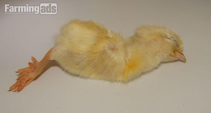 Frozen Day Old Chicks 250/10kg Boxes