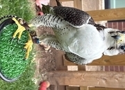Peregrine x gyr/saker