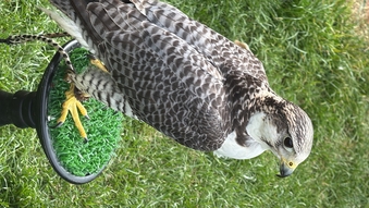 Peregrine x gyr/saker