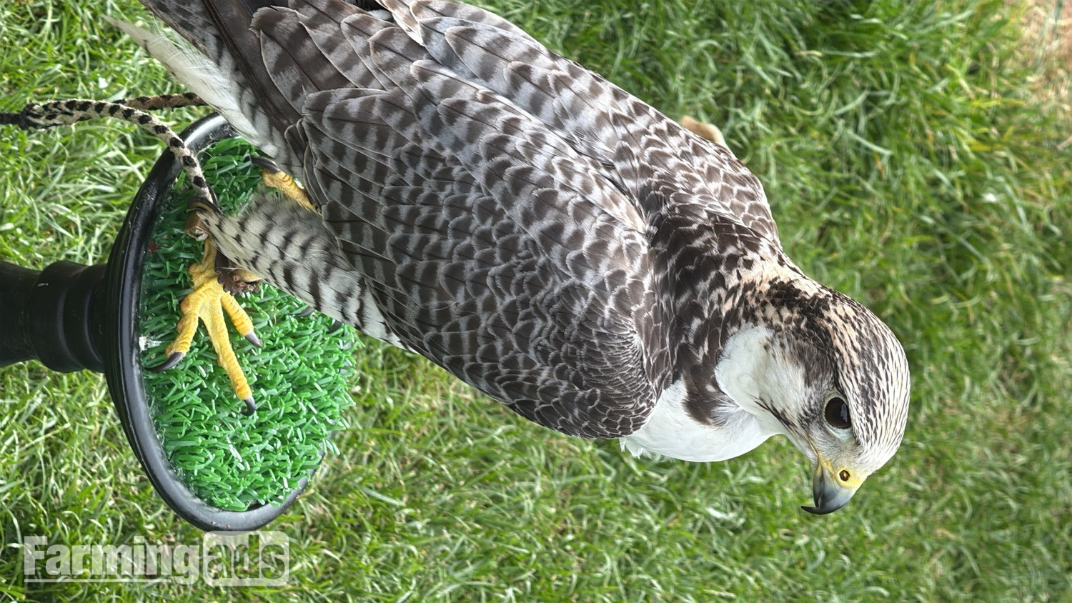Peregrine x gyr/saker