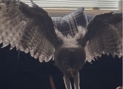 3 month old great grey imprinted. 