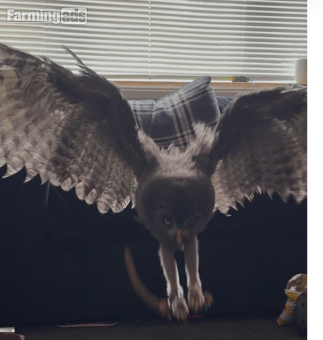 3 month old great grey imprinted. 