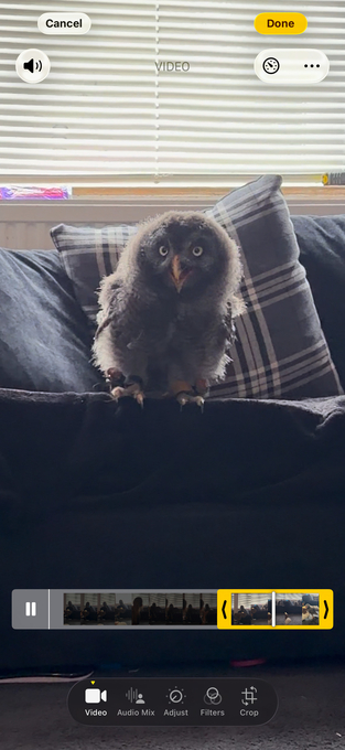 3 month old great grey imprinted. 
