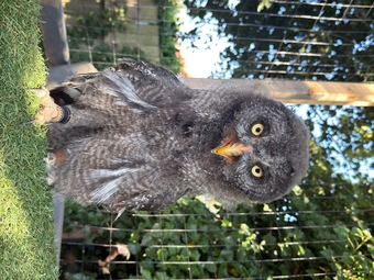 3 month old great grey imprinted. 