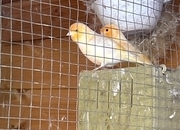 Canaries for sale 