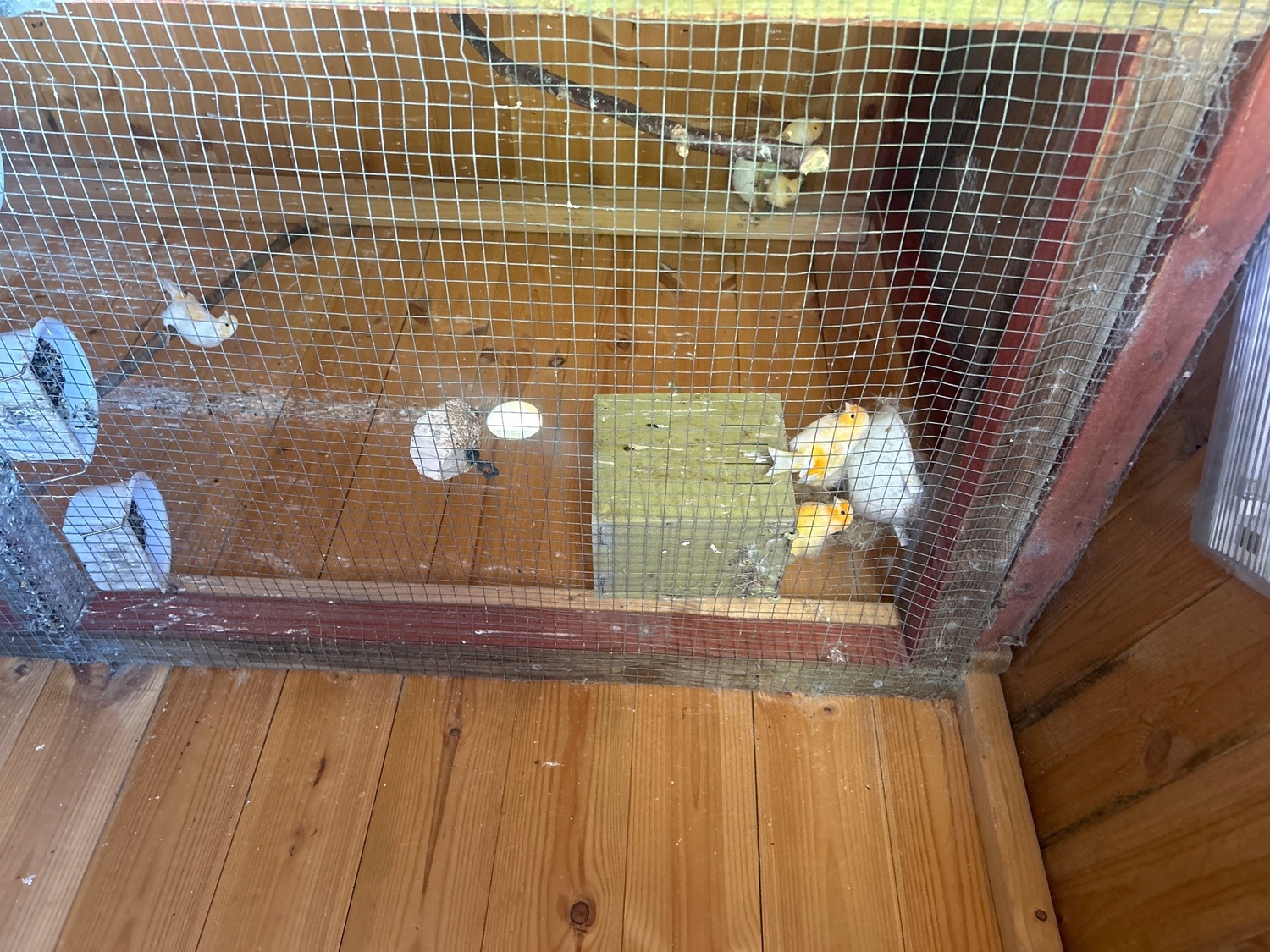 Canaries for sale 