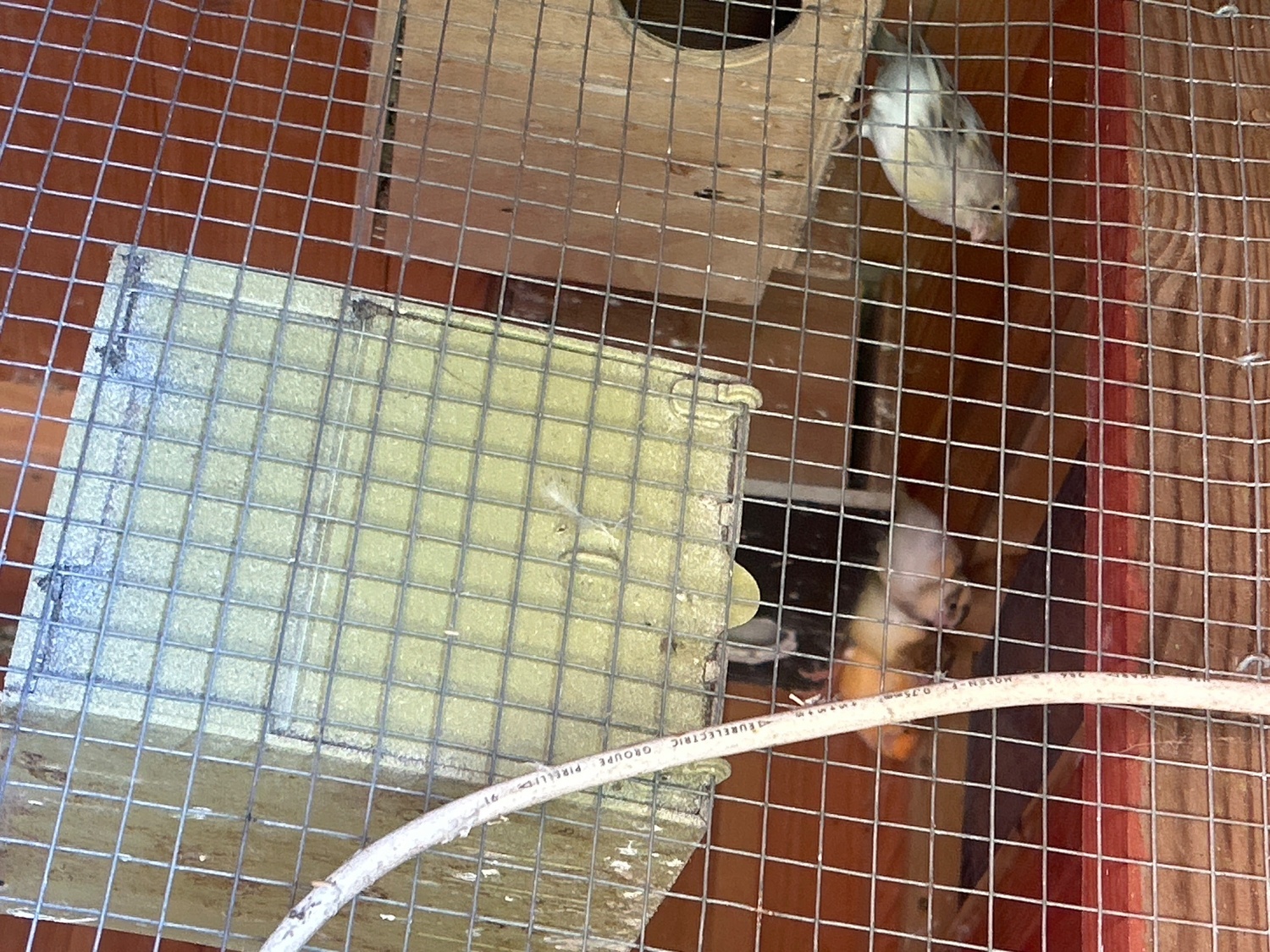  Canaries for sale 