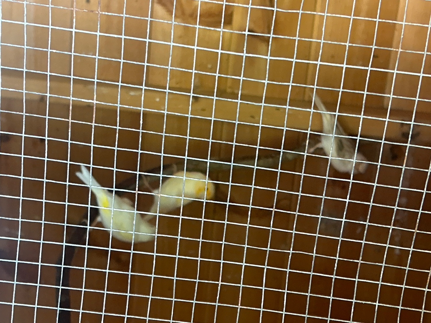 Canaries for sale  - {CATEGORY}
