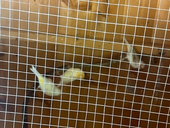 Canaries for sale 