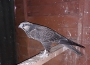 2026 Male Lugger Falcon
